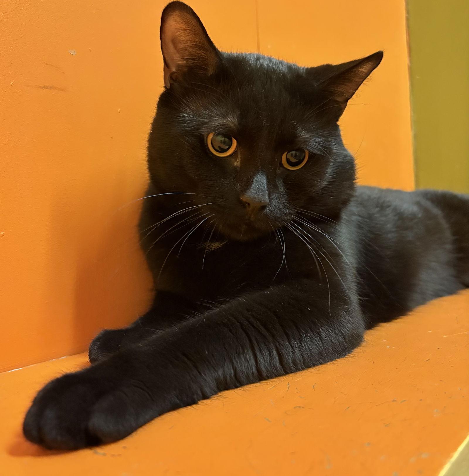 Midnight, a Adoptable Domestic Short Hair in Blasdell, NY image 2/2
