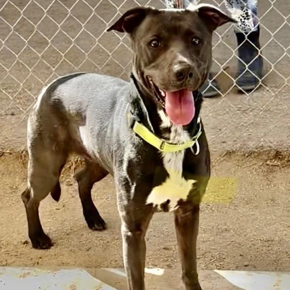 Barbie, Adoptable, Adult Female Black Labrador Retriever.