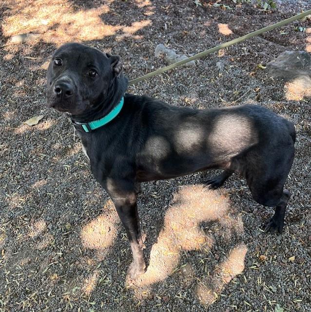 Barbie, an adoptable Black Labrador Retriever in Phoenix, OR, 97535 | Photo Image 2