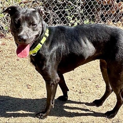 Barbie, an adoptable Black Labrador Retriever in Phoenix, OR, 97535 | Photo Image 3