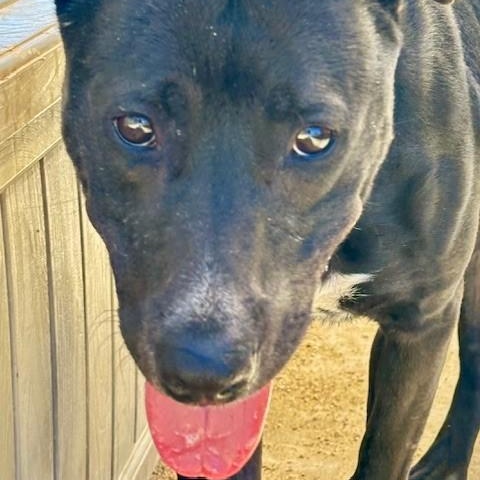 Barbie, an adoptable Black Labrador Retriever in Phoenix, OR, 97535 | Photo Image 4