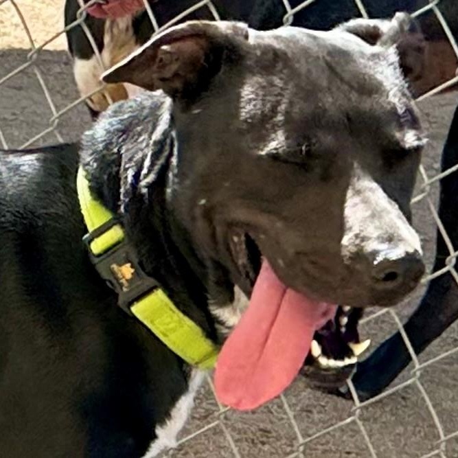 Enlarge Barbie, a Adoptable Black Labrador Retriever in Phoenix, OR image 7/8