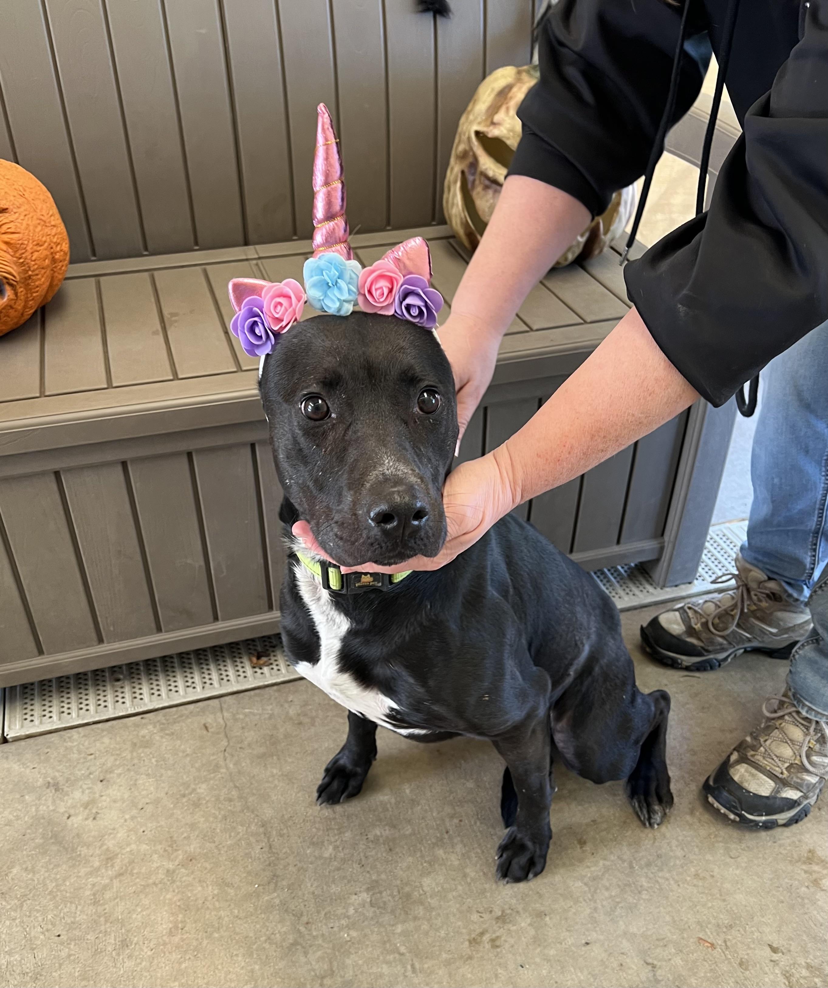 Barbie, a Adoptable Black Labrador Retriever in Phoenix, OR image 6/8