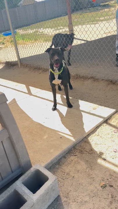 Enlarge Barbie, a Adoptable Black Labrador Retriever in Phoenix, OR video 8/8