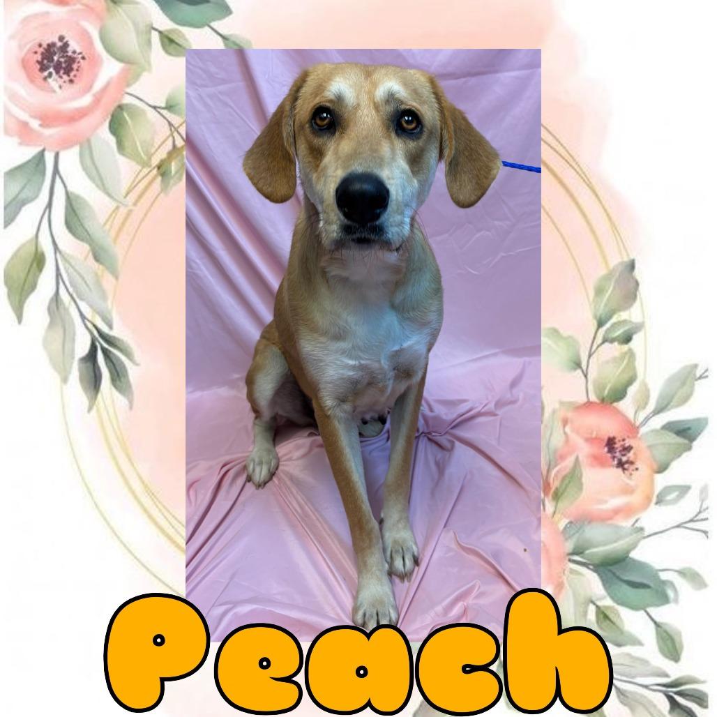 Peach, Adoptable, Adult Female Hound & Anatolian Shepherd.