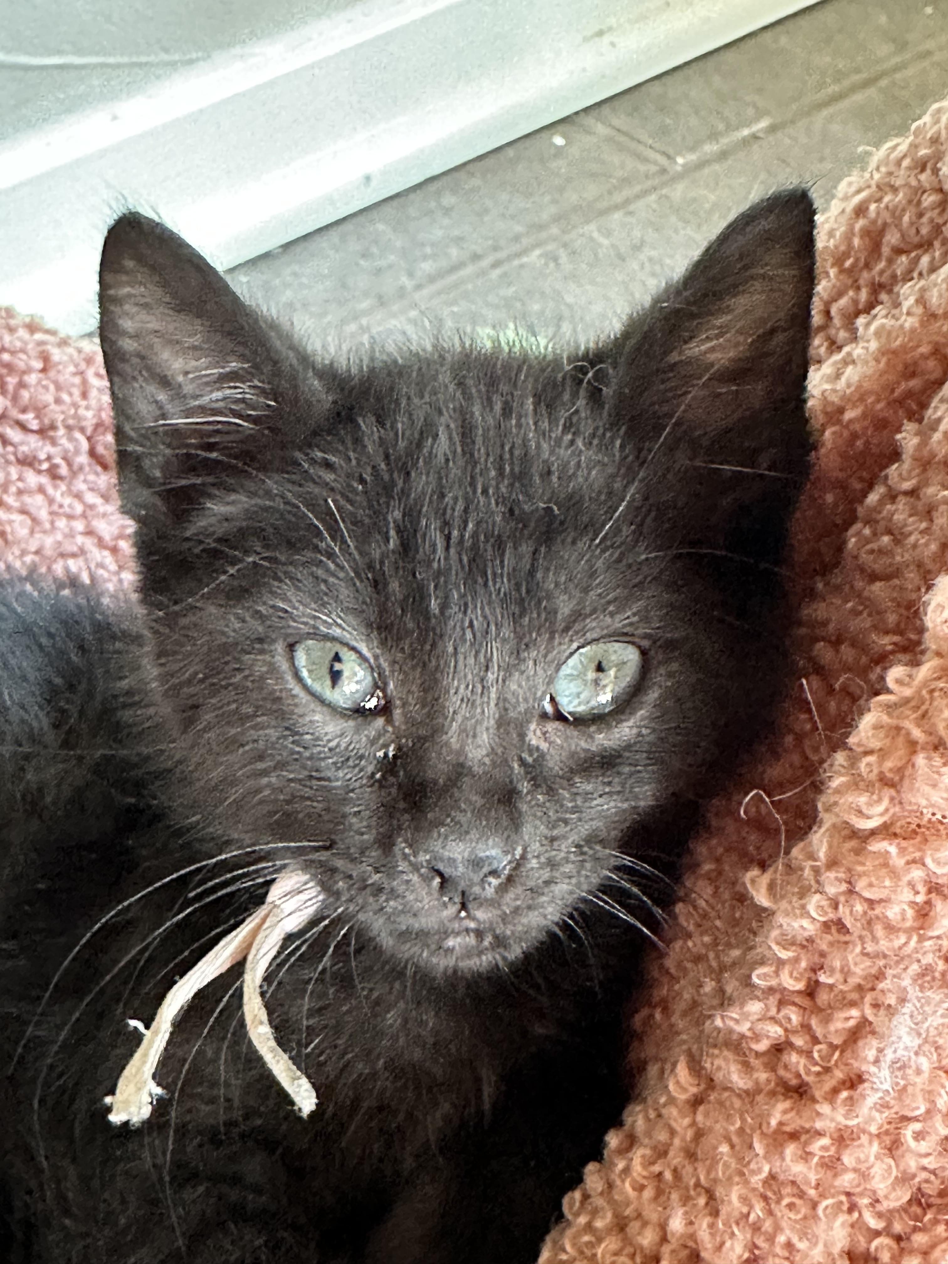 Mochi (Pink), Adoptable, Kitten Female Domestic Short Hair.