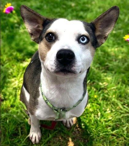 Calli, a Adoptable Mixed Breed in Sullivan, IN image 1/3