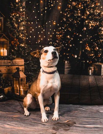 Calli, a Adoptable Mixed Breed in Sullivan, IN image 2/3