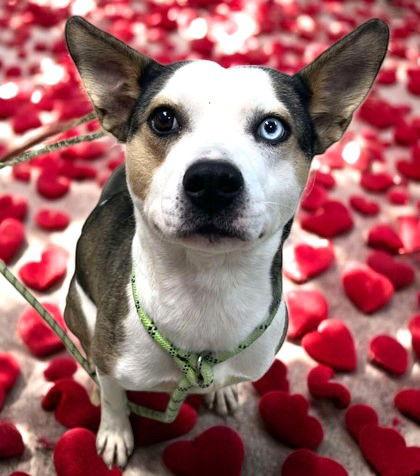 Calli, a Adoptable Mixed Breed in Sullivan, IN image 3/3