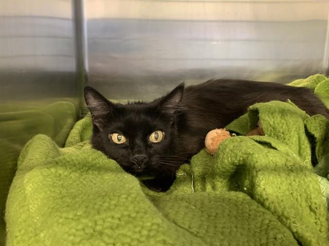 PRESSIE — thumbnail 3