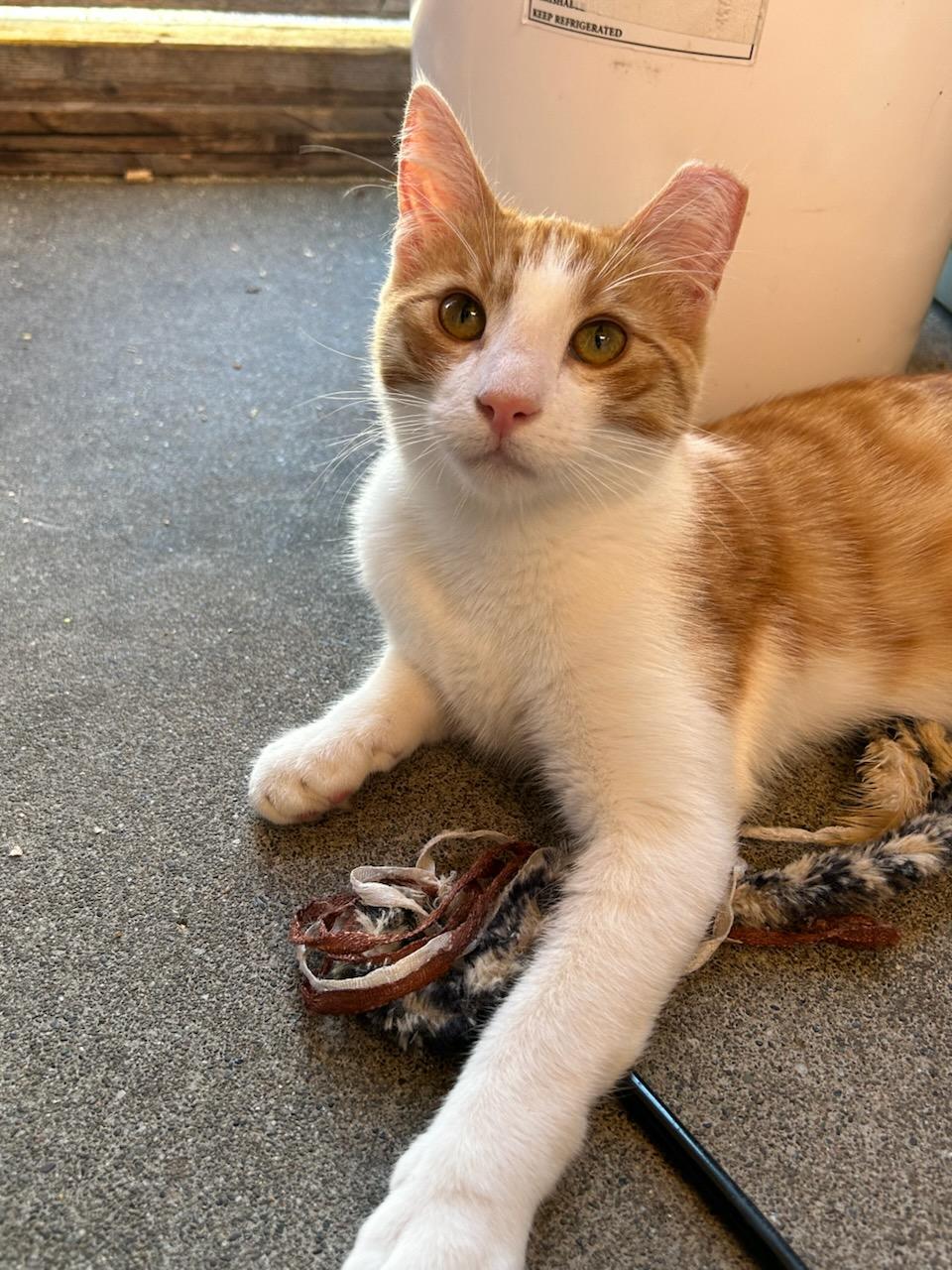 Buddy, Adopted, Kitten Male Domestic Short Hair.