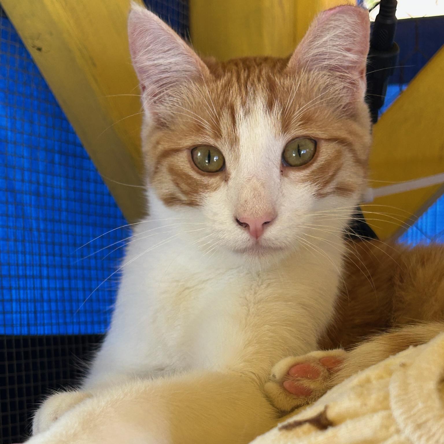 Enlarge Buddy, a Adopted Domestic Short Hair in Vallejo , CA image 2/6