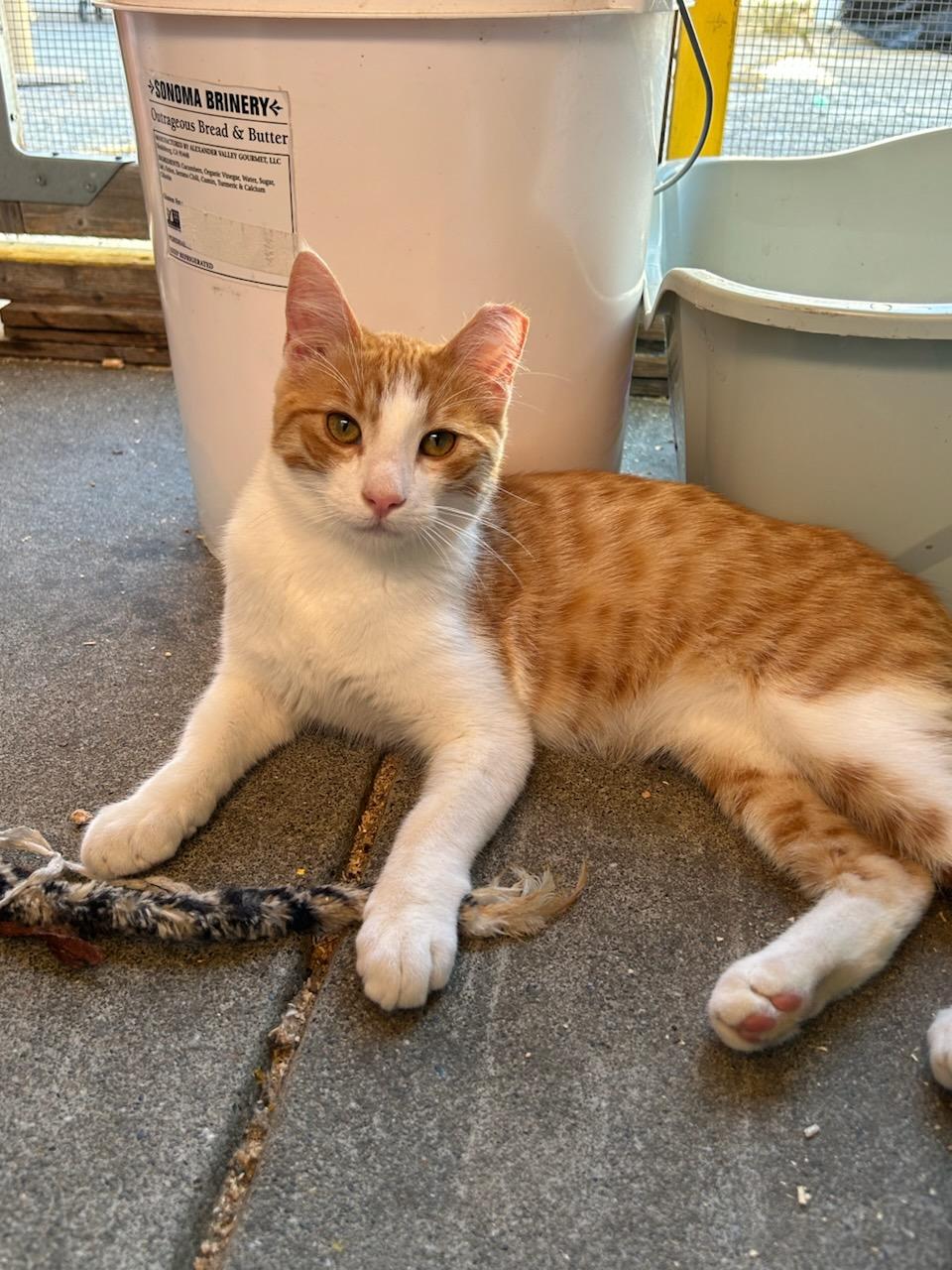 Enlarge Buddy, a Adopted Domestic Short Hair in Vallejo , CA image 3/6