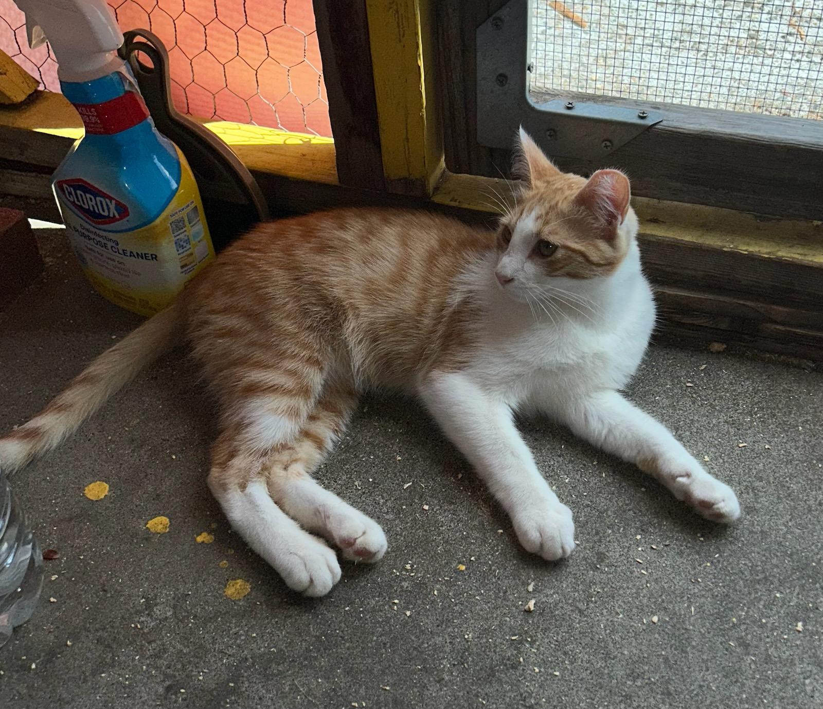 Enlarge Buddy, a Adopted Domestic Short Hair in Vallejo , CA image 6/6