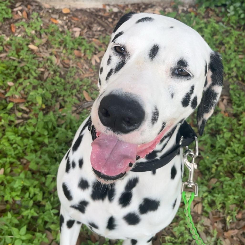 Dalmatians for Adoption in Niederwald, Texas | Petfinder