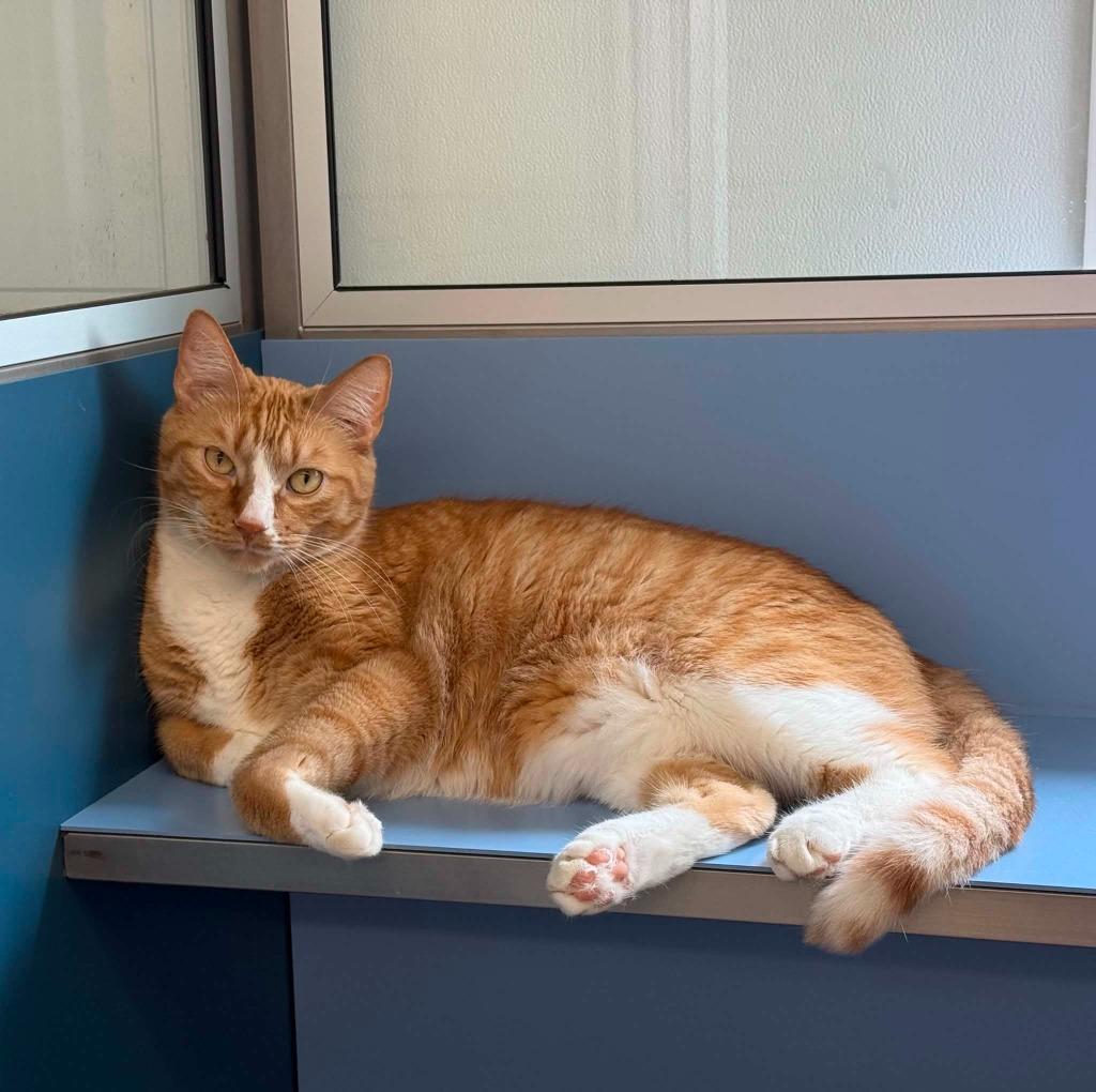Chester, a Adoptable mixed breed in Viroqua, WI image 1/6