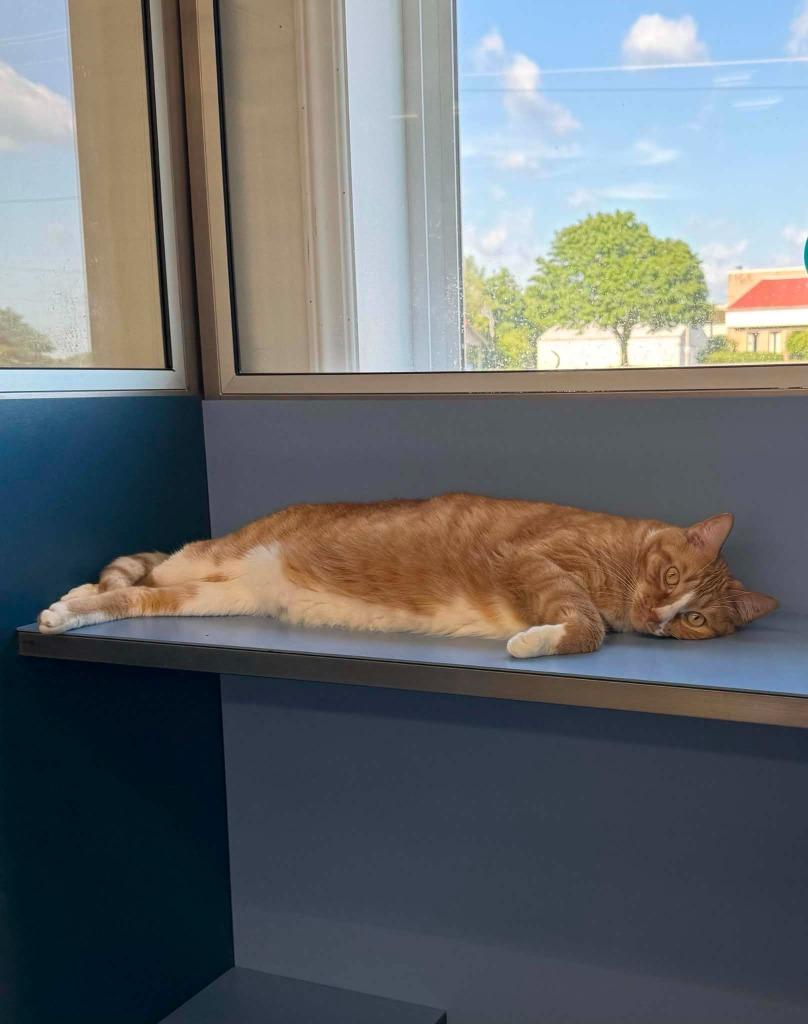 Chester, Adoptable, Adult Male Domestic Short Hair.