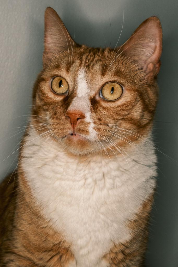 Chester, a Adoptable mixed breed in Viroqua, WI image 4/6