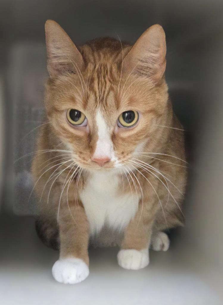 Chester, a Adoptable mixed breed in Viroqua, WI image 5/6