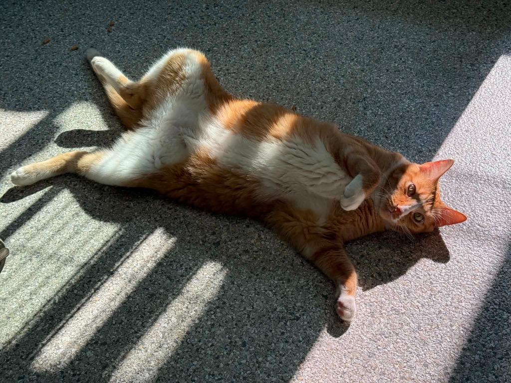 Chester, a Adoptable mixed breed in Viroqua, WI image 5/6