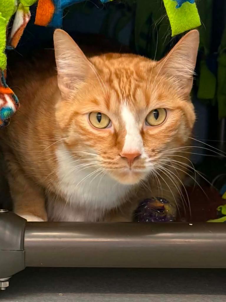 Chester, a Adoptable mixed breed in Viroqua, WI image 6/6