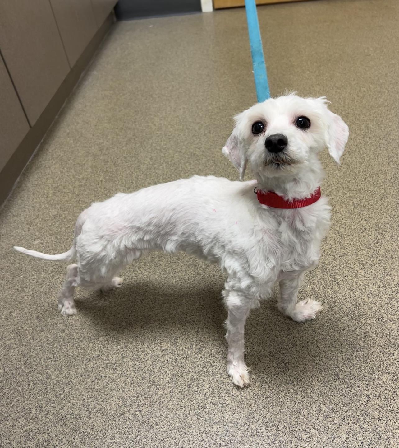 Daphne , Adoptable, Adult Female Maltipoo & Poodle.