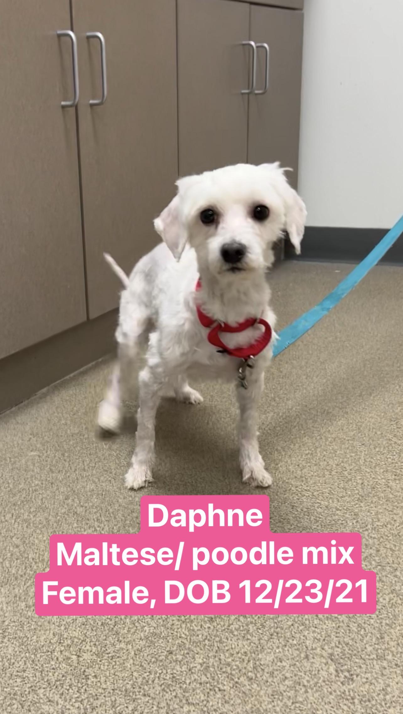 Enlarge Daphne , a Adoptable mixed breed in Montville, NJ image 2/4
