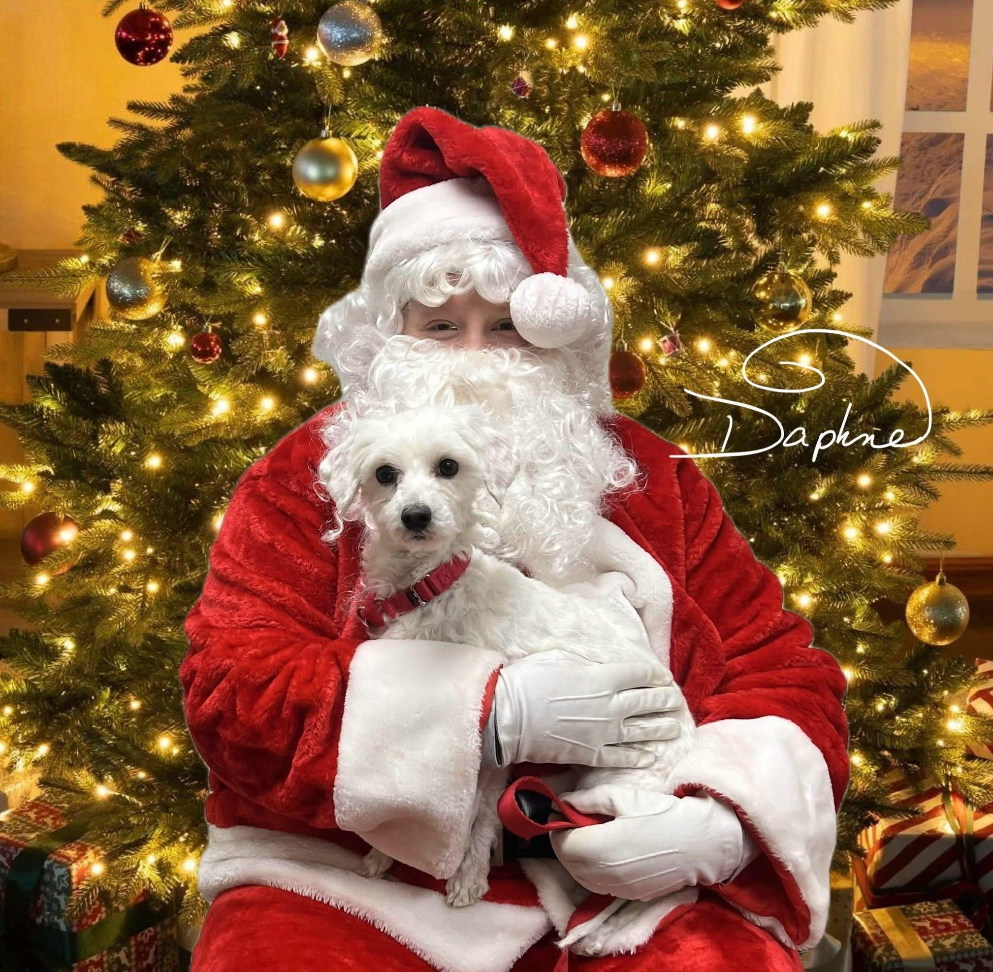 Daphne , Adoptable, Adult Female Maltipoo & Poodle.