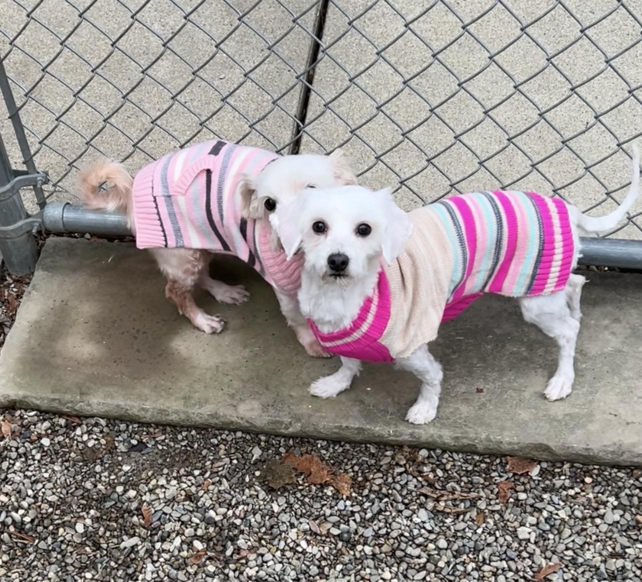 Enlarge Daphne , a Adoptable mixed breed in Montville, NJ image 3/4