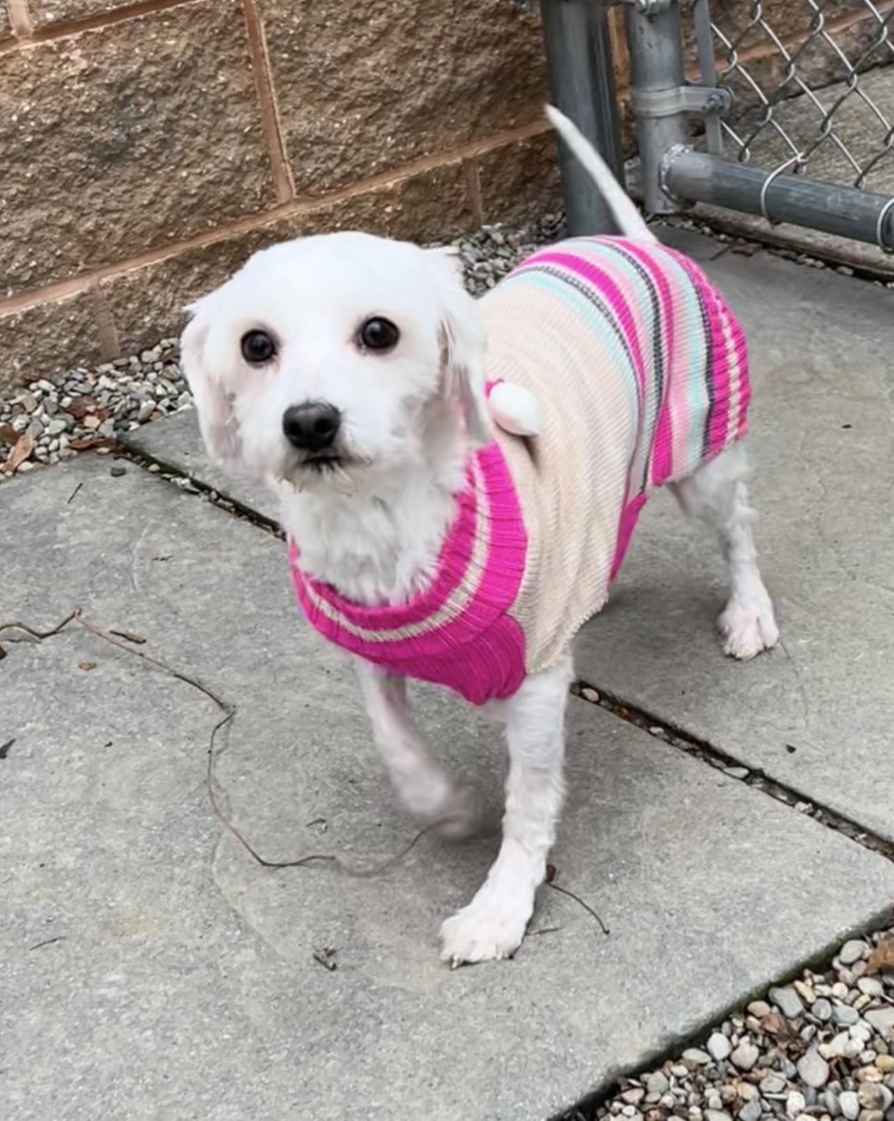 Enlarge Daphne , a Adoptable mixed breed in Montville, NJ image 4/4