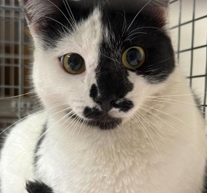 Enlarge Splot, a Adoptable mixed breed in Bryan, TX image 1/1