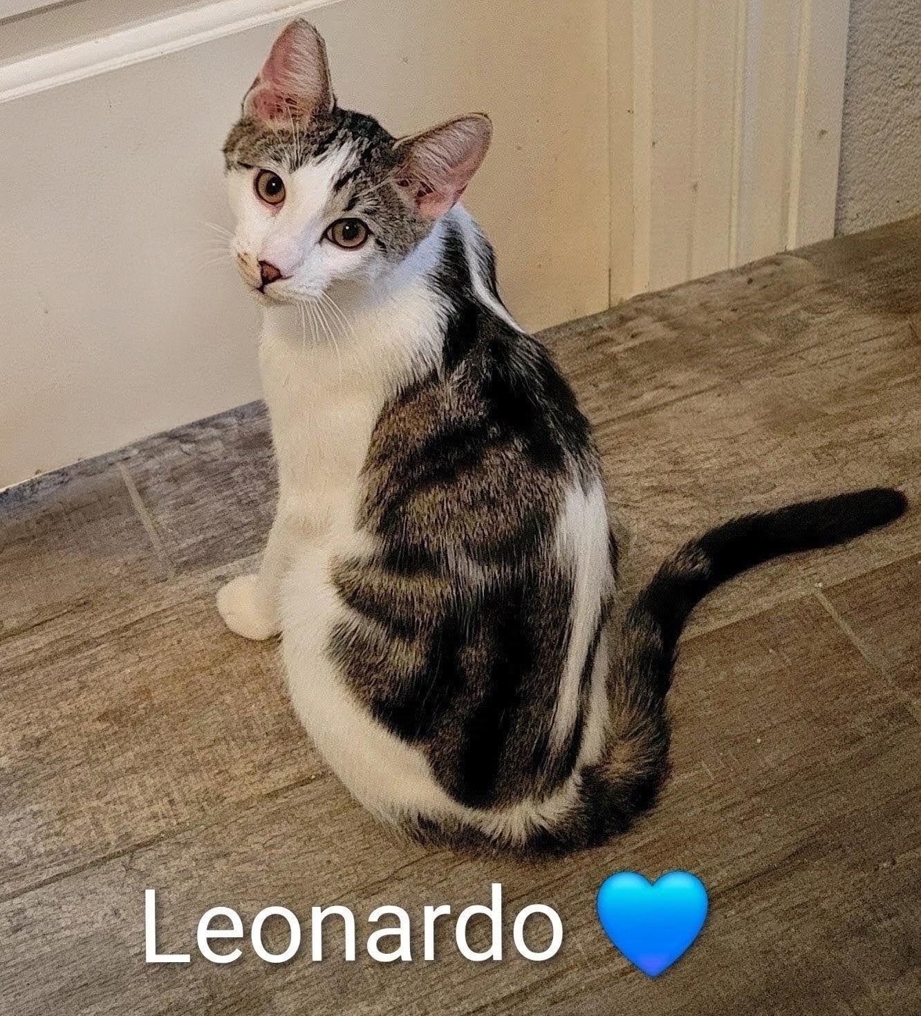 Enlarge Leonardo, a Adopted Domestic Short Hair in Las Vegas, NV image 3/3