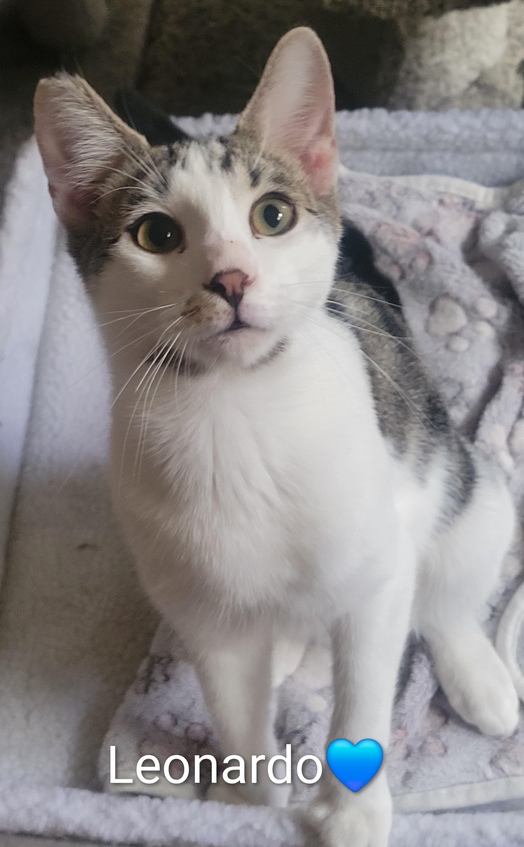 Enlarge Leonardo, a Adopted Domestic Short Hair in Las Vegas, NV image 2/3