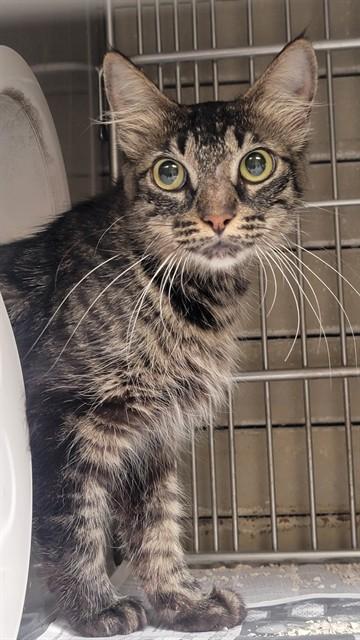 LIDIA, Adoptable, Young Female Domestic Medium Hair.
