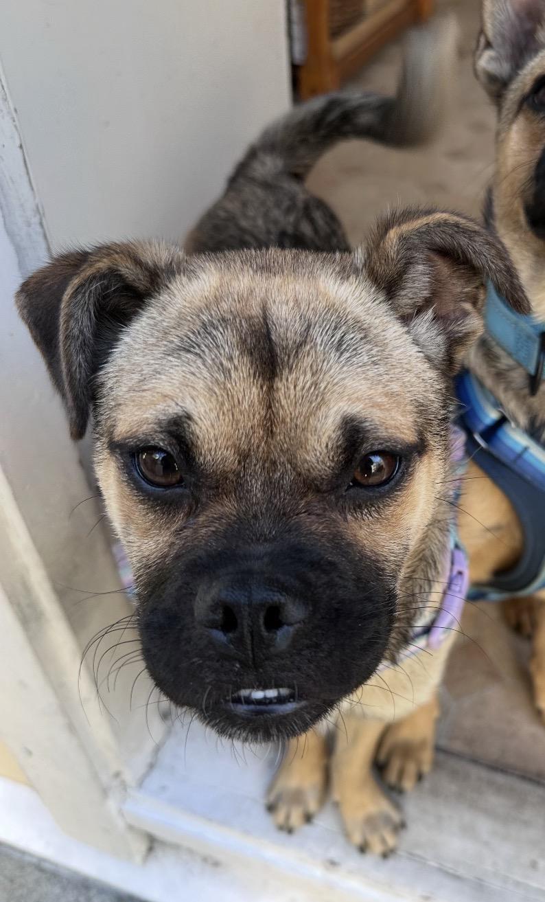 Fiona, an adopted mixed breed in Tarzana, CA image 6/6