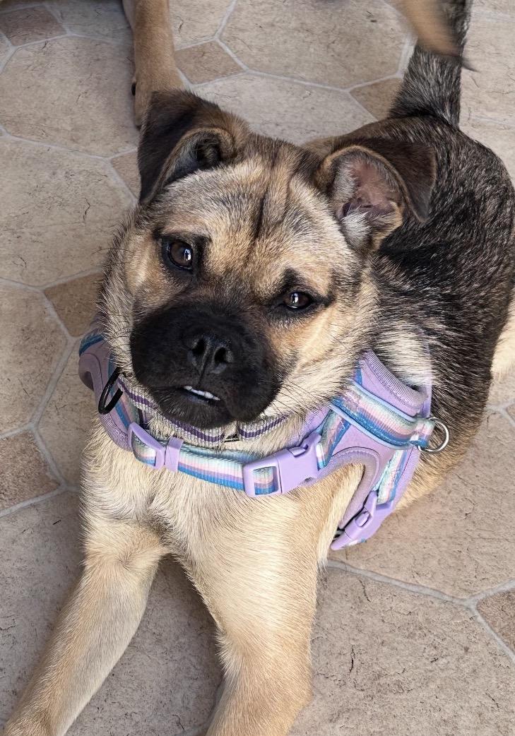 Fiona, adopted, Puppy Female Puggle.