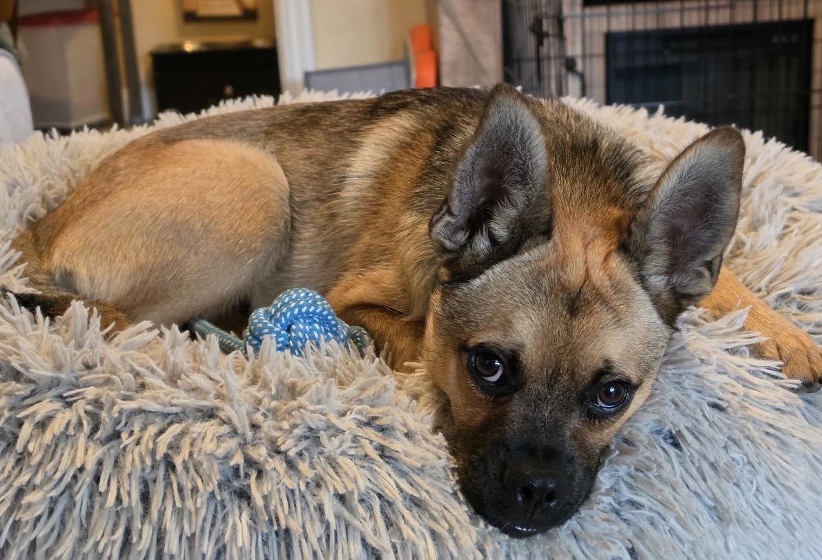 Fiona, an adopted mixed breed in Tarzana, CA image 5/6