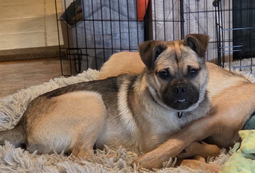 Fiona, an adopted mixed breed in Tarzana, CA image 2/6