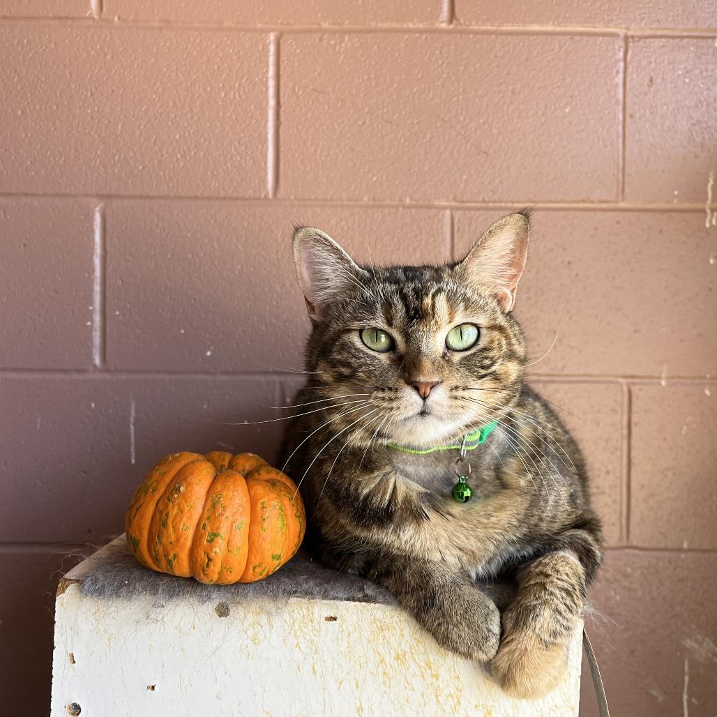 Lilly — thumbnail 3