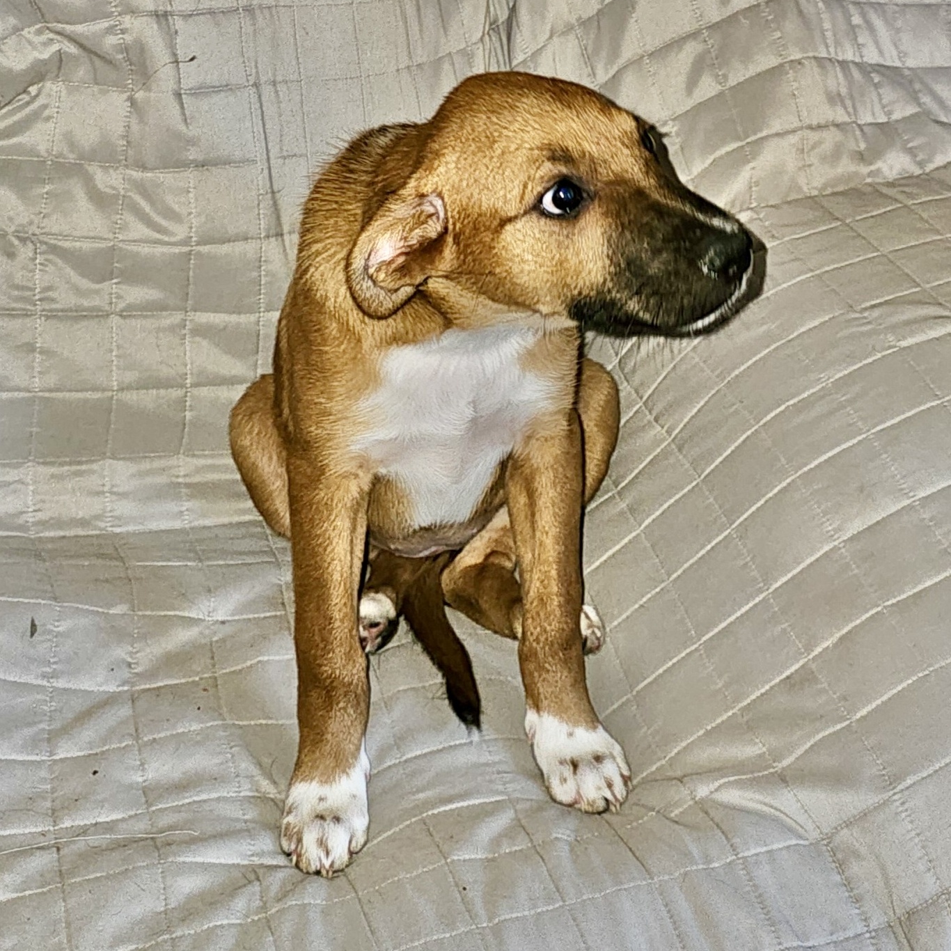 Dog for adoption Wydee, a Mixed Breed in Grand Junction, CO Petfinder