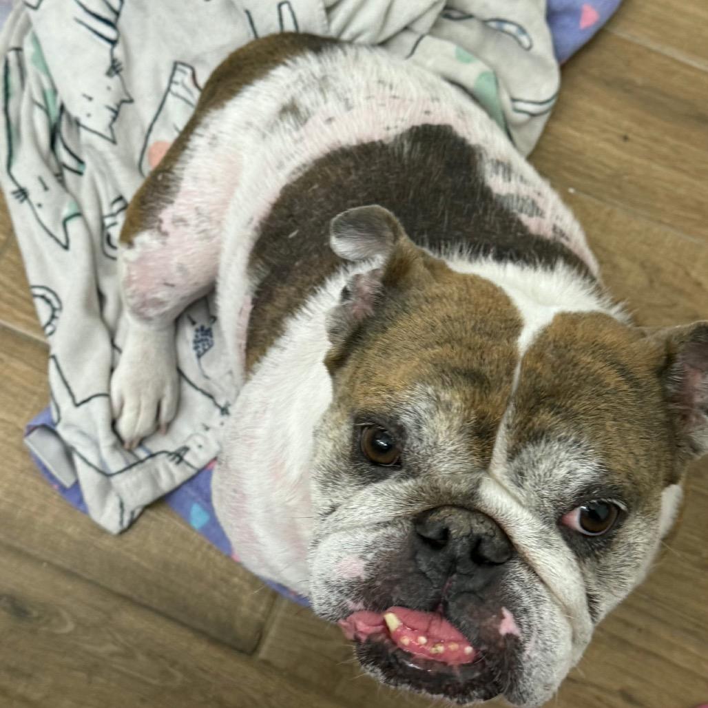 Enlarge Cora, a Adoptable mixed breed in Phoenix, AZ image 1/3