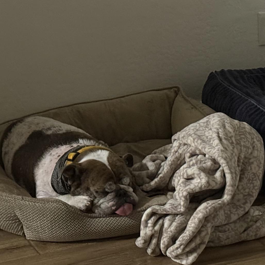 Enlarge Cora, a Adoptable mixed breed in Phoenix, AZ image 3/3