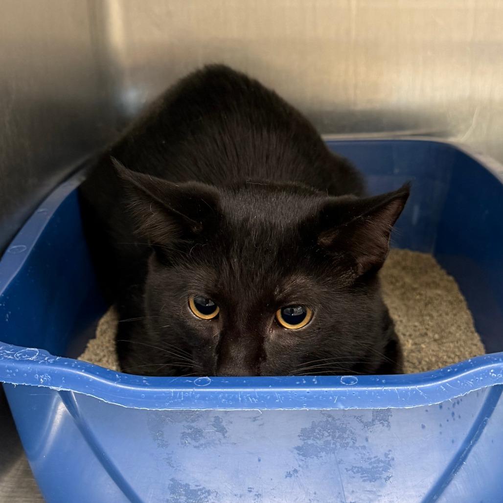 Enlarge Mischief, a Adopted Domestic Short Hair in Naperville, IL image 1/2
