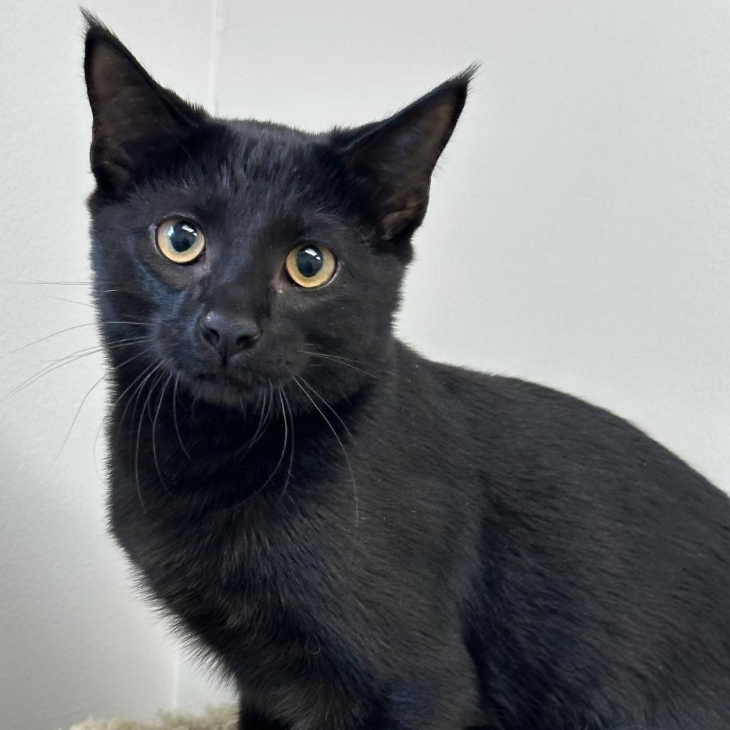 Enlarge Mischief, a Adopted Domestic Short Hair in Naperville, IL image 2/2