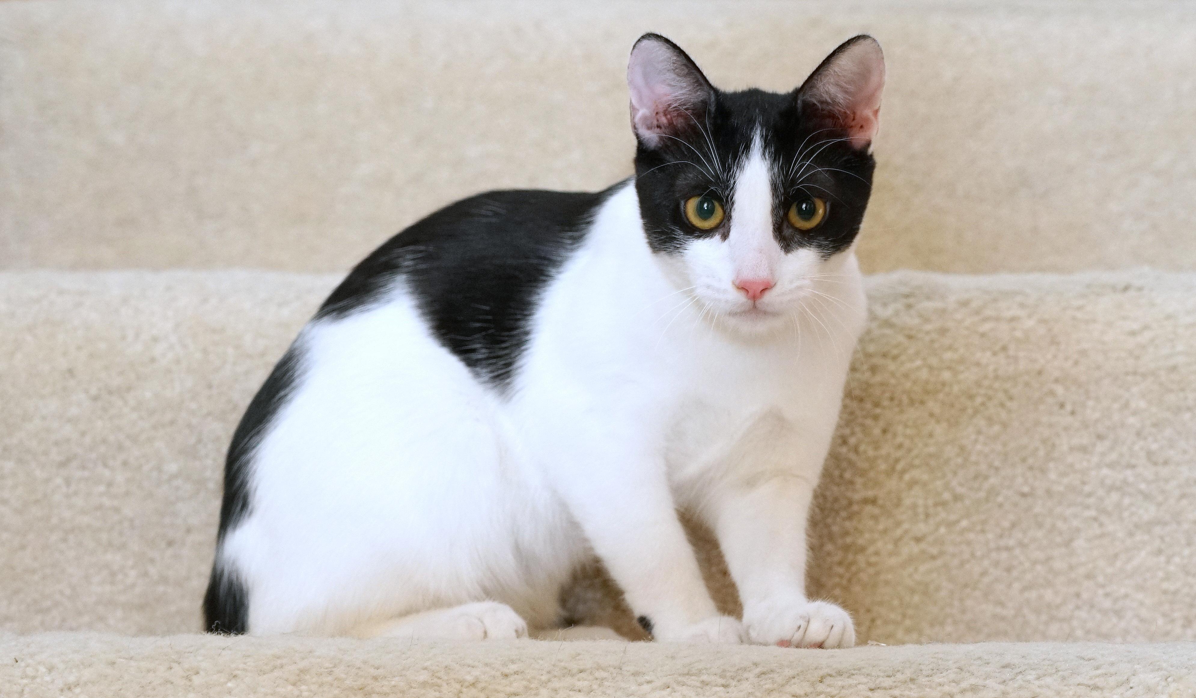 Enlarge ? Why Adopting Older Kittens Is the Best Decision You’ll Ever Make! ?, a Adoptable mixed breed in Rocklin, CA image 3/4