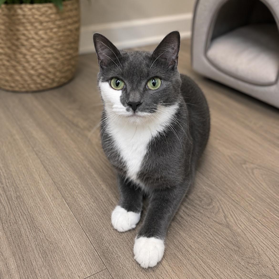Enlarge Luna, a Adopted Domestic Short Hair in Greenburgh, NY image 3/6