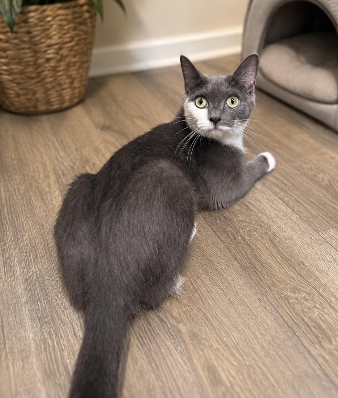 Enlarge Luna, a Adopted Domestic Short Hair in Greenburgh, NY image 4/6