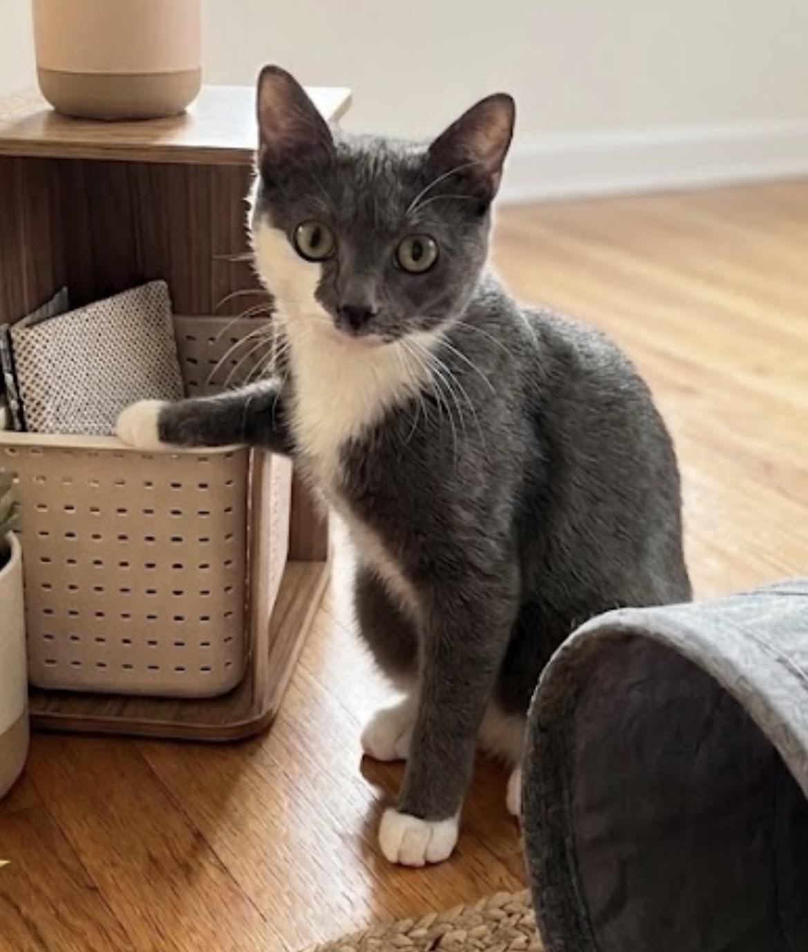 Enlarge Luna, a Adopted Domestic Short Hair in Greenburgh, NY image 2/6