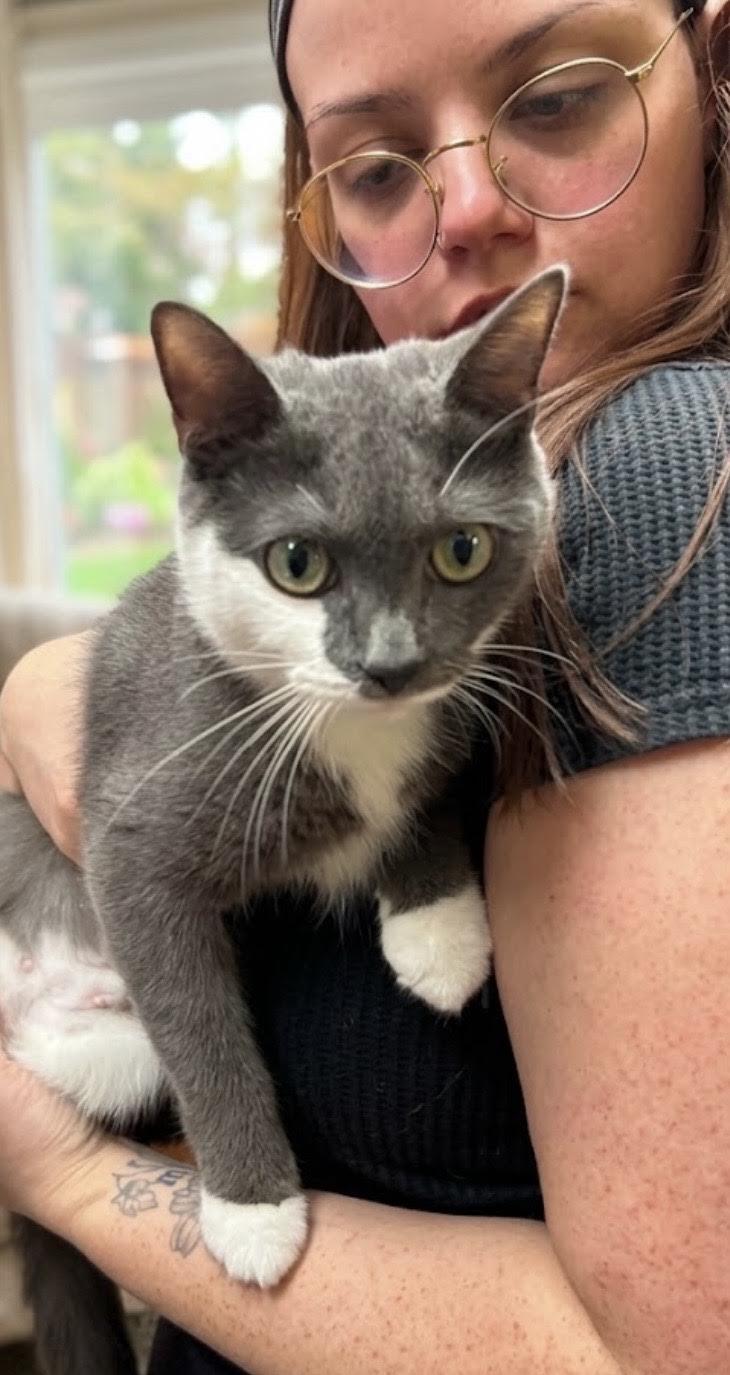 Enlarge Luna, a Adopted Domestic Short Hair in Greenburgh, NY image 6/6