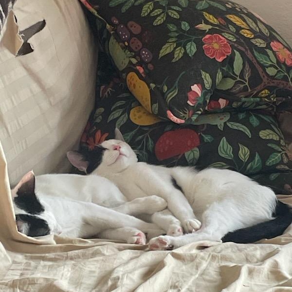 Snoop (bonded with Warren), a Adoptable Domestic Short Hair in Silverton, OR image 2/6